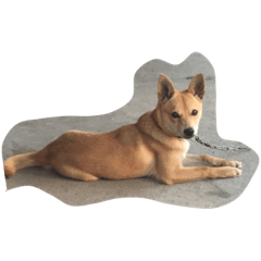 love dog love dog love dog