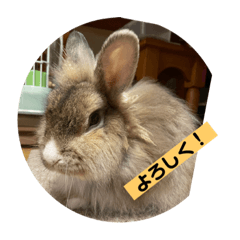 rabbit_20220502200028