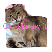 Abyssinian Cat Abby