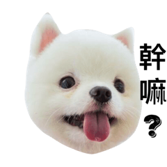 wang house dog