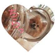 kuri pomeranian