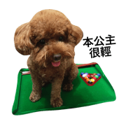 Cute Dog   Dog