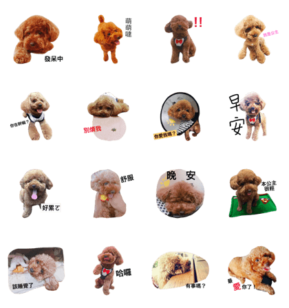 Cute Dog   Dog