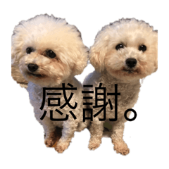 Saiki bogs