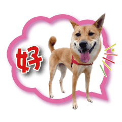 寵物朋友：小樂 & Cola