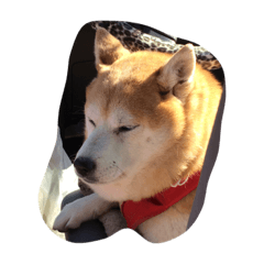 dog&nbsp; &nbsp;Poti