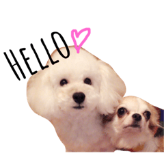 inaba dog s
