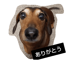 kuu md