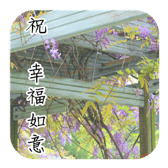 紫藤花版長輩祝福詞語