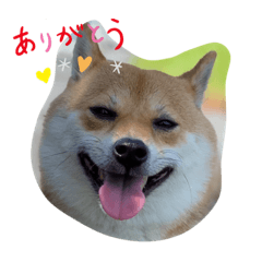 Hijiki Everyday – Line Stickers 