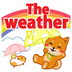 Shiba dog "MUSASHI" 30  The weather(En)