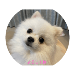 White Pomeranian Naruto