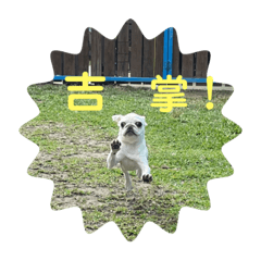 一隻表情豐富的巴哥犬Lady