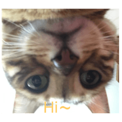 *⸜( •ᴗ• )⸝*