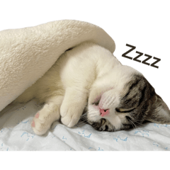 Cute Kitty Brownie Emoji