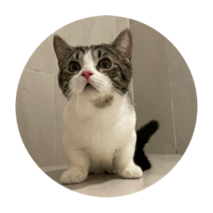 Cute Kitten Brownie Pic Sticker