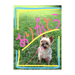 Cutiedog's stamp