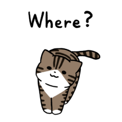 Brown tabby and white cat 3 (English)