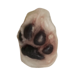 aru-chan of chihuahua
