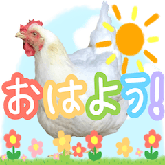 Birds from Mido family