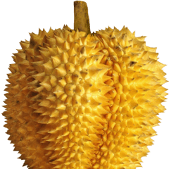 Jessie-24-Big-Durian