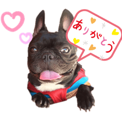 French bulldog "orsay" stickers