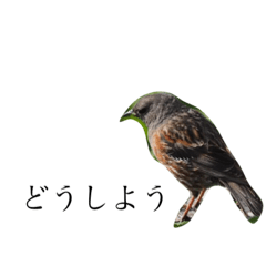 Japanese Birds photo 16
