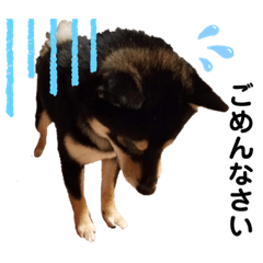 Black Shiba Inu stamp. Correction