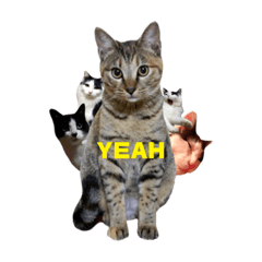 T omo's Cat2