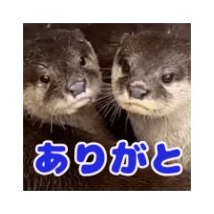 Otter photo