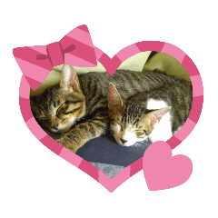 cats cats cats sweet