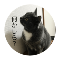 CAT_S