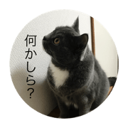 CAT_S