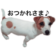 Jack Russell Terrier haru_chan