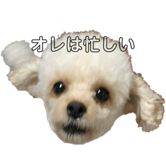 akari_20220504183322