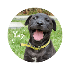 Coffee and Tea the Two Puppies