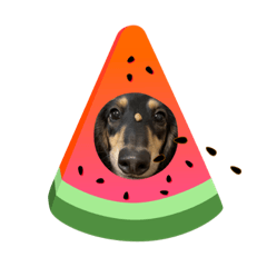 Ringo_20220505101930