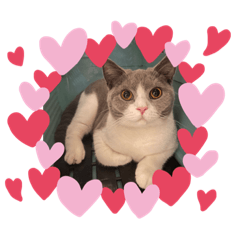 阿嚕嚕的日常生活用語