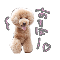 cute poodle POTECHI