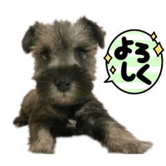 BOARSUKEミニチュアシュナウザー‼️