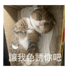 喵嗚～～～～～