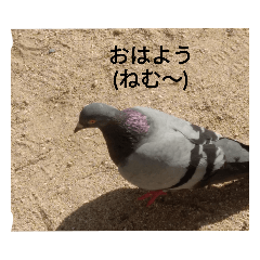 pigeon 55