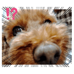 うちの可愛いトイプードルのここちゃん