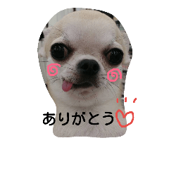 chihuahua suzu