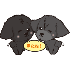 Teacup poodle_greeting