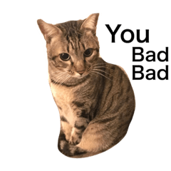 傻眼動物們