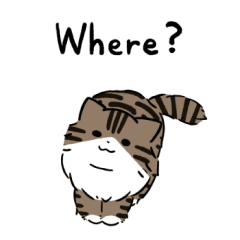 Long brown tabby white cat 3 (English)