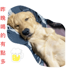 Neinei黃金小可愛