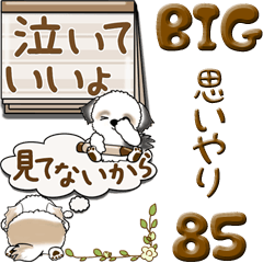 【Big】シーズー犬 85『思いやって』