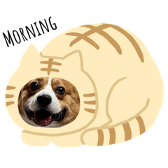 Cobe 基